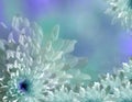 Flower on blurry turquoise-blue background bokeh. Blue-white flowers chrysanthemum. floral collage. Flower composition. Royalty Free Stock Photo