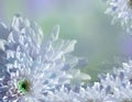 Flower on blurry turquoise-blue-green background halftone. Blue-white flowers chrysanthemum. floral collage. Flower composition Royalty Free Stock Photo