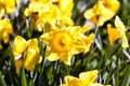 growing Narcisses flowers in spring in the park Royalty Free Stock Photo