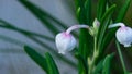 Flower Bog rosemary or Andromeda polifolia close-up, selective focus, shallow DOF Royalty Free Stock Photo