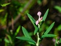 Flower Bog rosemary or Andromeda polifolia close-up, selective focus, shallow DOF Royalty Free Stock Photo