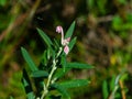 Flower Bog rosemary or Andromeda polifolia close-up, selective focus, shallow DOF Royalty Free Stock Photo