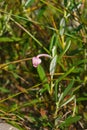 Flower Bog rosemary or Andromeda polifolia close-up, selective focus, shallow DOF Royalty Free Stock Photo