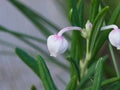 Flower Bog rosemary or Andromeda polifolia close-up, selective focus, shallow DOF Royalty Free Stock Photo