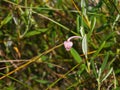 Flower Bog rosemary or Andromeda polifolia close-up, selective focus, shallow DOF Royalty Free Stock Photo