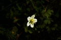 Flower bog-star, grass of Parnassus or Parnassia palustris close-up