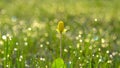 Flower on bokeh background