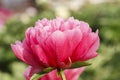 Lorelei  tomato orangey  flower peony lactiflora in summer garden, close-up Royalty Free Stock Photo