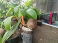 flower bonsai coconut