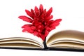 Flower and book Royalty Free Stock Photo
