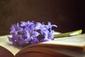 Flower and book on dark grunge background Royalty Free Stock Photo