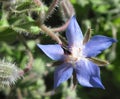 Flower borago (Borago officinalis)