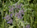 flower of borago