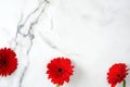 Flower border frame. Red daisy flowers head scattered on marble background. Creative layout, tender minimal flat lay style Royalty Free Stock Photo