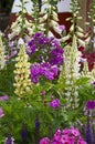 Flower border with mixed planting including lupins, cosmos, phlox and foxglove Royalty Free Stock Photo