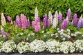 Flower border with, among other flowers, lupins