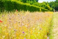 Flower border at Polesden Lacey, Surrey Royalty Free Stock Photo