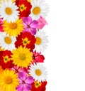 Flower border. Vector.