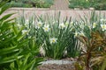 Flower border of white narcissus in the yard Royalty Free Stock Photo
