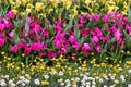 Flower borders with pink callas in a garden in spring Royalty Free Stock Photo