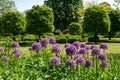 Flower borders with purple alliums in a landscaped garden in Hartley Wintney, Hampshire, UKiu