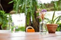 Flower in bottle jar and little tree in flowerpot and they are on the the wood table in coffee shop. Royalty Free Stock Photo