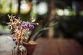 Flower in bottle jar and little tree in flowerpot and they are on the the wood table in coffee shop. Royalty Free Stock Photo