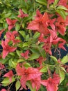 Flower of bougainvillea bambino plant Photo