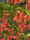 Flower of bougainvillea bambino plant Photo Royalty Free Stock Photo