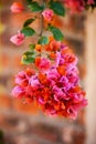 Flower Bougainvillea