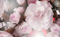 Flower bouquet background. Pink Carnations