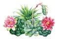 Flower bouquet, Composition of succulents haworthia, aloe, echeveria, cactus, watercolor botanical painting