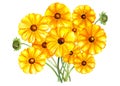 Flower bouquet coreopsis sunray. Watercolor illustration.