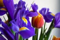 Flower bouquet detail with irises and tulips Royalty Free Stock Photo