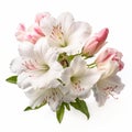 Real Azalea: A Stunning Bouquet Of White And Pink Flowers In 8k Resolution