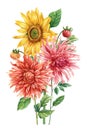 Flower bouquet isolated white background for decoration. Watercolor dahlia, sunflower and leaf, watercolor hand drawing Royalty Free Stock Photo