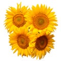 Flower bouquet sunflowers isolated on white background. The seeds and oil. Floral arrangement. Picturesque and conceptual scene. Royalty Free Stock Photo