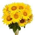 Flower bouquet sunflowers on white background. The seeds and oil. Floral arrangement. Picturesque and conceptual scene. Royalty Free Stock Photo