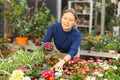 in flowerstore, woman chooses primrose in pot