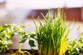 Flower-box with chives and young tomato plant