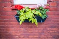A flower box with flowers on the wall of a dark red house Royalty Free Stock Photo