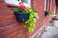 A flower box with flowers on the wall of a dark red house Royalty Free Stock Photo