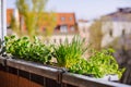 Flower-box with growing fresh herbs on the balcony