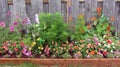 Flower box, large raised bed with vibrant annuals and perennials