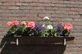 A flower box with pink and white geraniums closeup