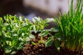 Flower-box with young tomato plant, peppermint and chives Royalty Free Stock Photo