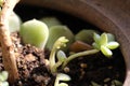 Begonia flower germination Royalty Free Stock Photo