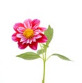 Red dahlia daisy isolated white background Royalty Free Stock Photo