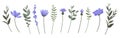 Flower and branch collection. Set of purple flowers, anemones, daisies, lavender and cornflowers