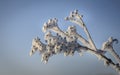 Flower with branch covered with ice hoar frost after cold night against blue sky Royalty Free Stock Photo